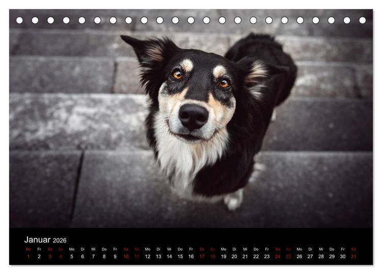 Produktbild: Australian Shepherd - Vielfalt in einer Rasse (Tischkalender 2026 DIN A5 quer), CALVENDO Monatskalender