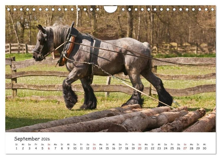 Produktbild: Kaltblut - schwere Pferde mit Herz (Wandkalender 2026 DIN A4 quer), CALVENDO Monatskalender