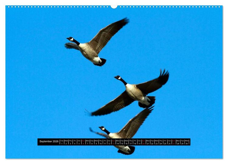 Produktbild: CANADA GOOSE / UK-Version (High Quality Premium Wall Calendar 2026 DIN A2 landscape),CALVENDO 12 Month Wall Calendar