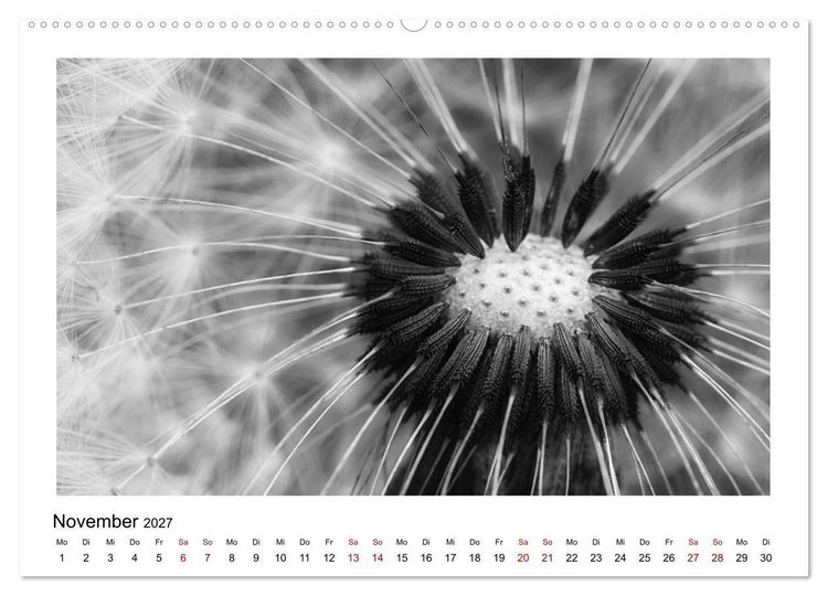 Produktbild: Die grafische Sch&ouml;nheit der Pflanzen &ndash; Schwarz-Wei&szlig; (hochwertiger Premium Wandkalender 2027 DIN A2 quer), Kunstdruck in Hochglanz