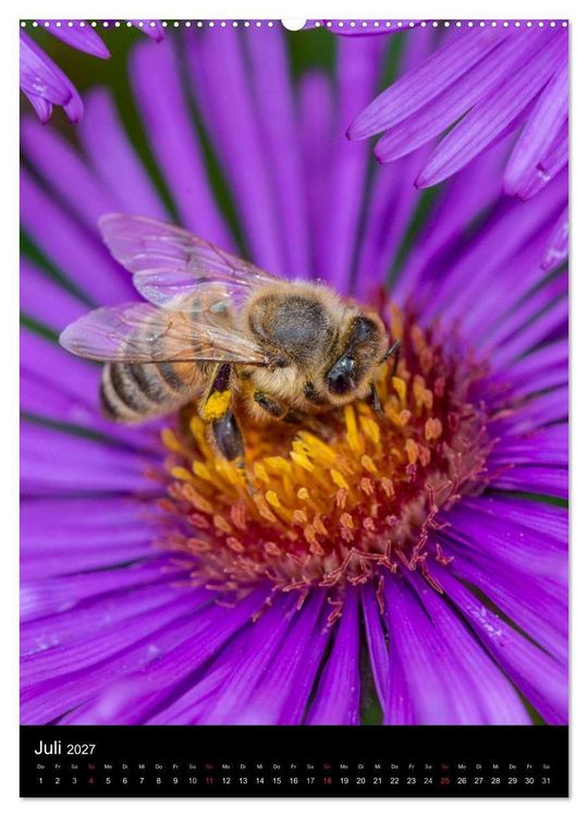 Produktbild: Bienenkalender (Wandkalender 2027 DIN A2 hoch), CALVENDO Monatskalender