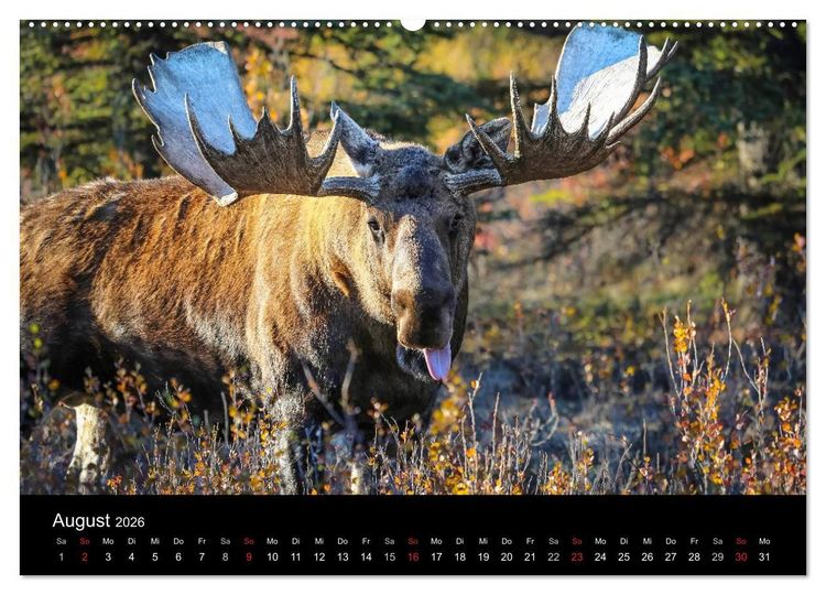 Produktbild: Alaska 2026 Wildes Land am Ende der Welt (hochwertiger Premium Wandkalender 2026 DIN A2 quer), Kunstdruck in Hochglanz