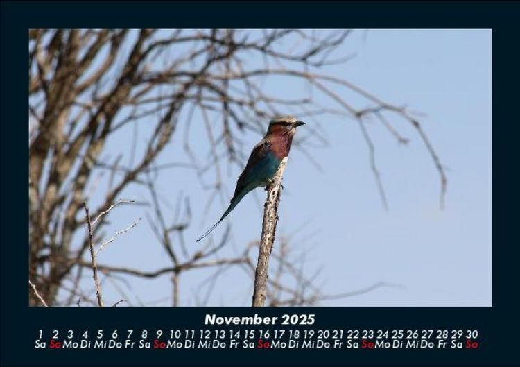 Produktbild: V&ouml;gel 2025 Fotokalender DIN A5