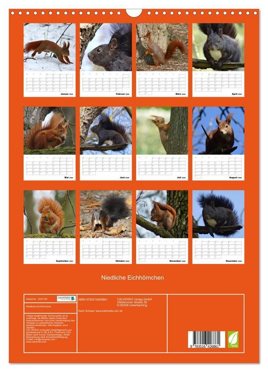 Produktbild: Niedliche Eichh&ouml;rnchen (Wandkalender 2026 DIN A3 hoch), CALVENDO Monatskalender
