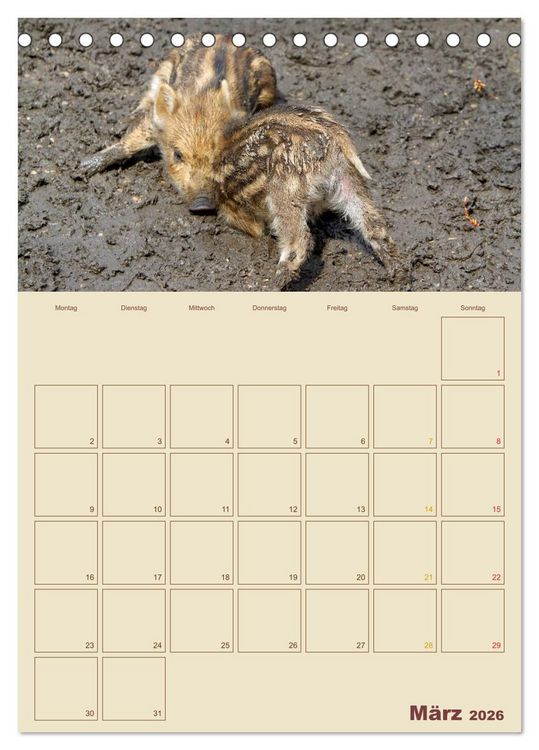 Produktbild: Wildschweine (Tischkalender 2026 DIN A5 hoch), CALVENDO Monatskalender
