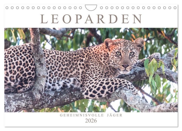 Produktbild: Leoparden - Geheimnisvolle J&auml;ger (Wandkalender 2026 DIN A4 quer), CALVENDO Monatskalender