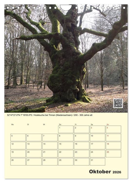 Produktbild: Uralt - Mit QR-Code und GPS zu alten B&auml;umen (Wandkalender 2026 DIN A4 hoch), CALVENDO Monatskalender