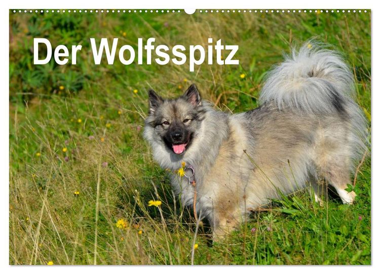 Produktbild: Der Wolfsspitz (Wandkalender 2026 DIN A2 quer), CALVENDO Monatskalender