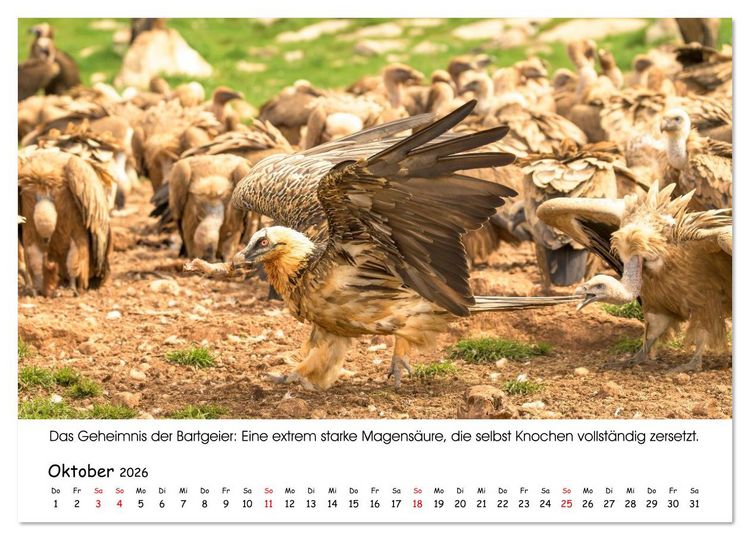 Produktbild: Die Geier sind los (Wandkalender 2026 DIN A4 quer), CALVENDO Monatskalender