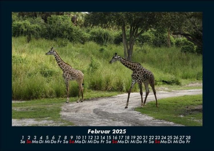 Produktbild: Giraffen 2025 Fotokalender DIN A5