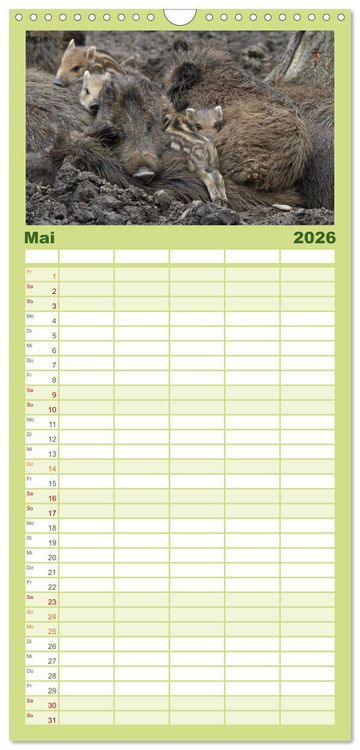 Produktbild: Familienplaner 2026 - Schweinkram - Die Wildschweine sind los mit 5 Spalten (Wandkalender, 21 x 45 cm) CALVENDO