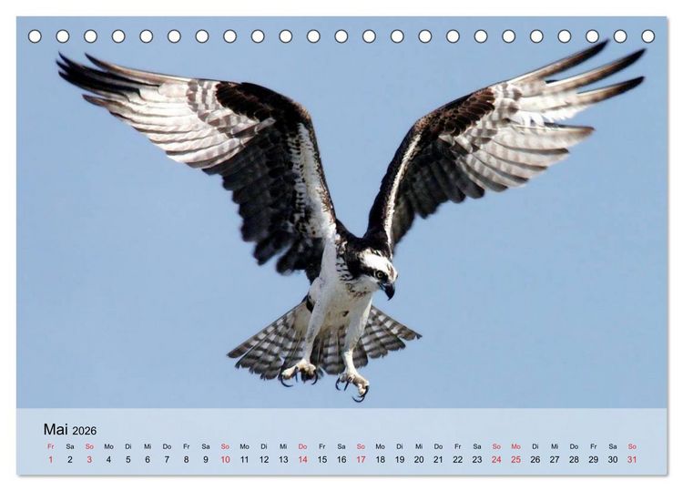 Produktbild: Falken und Greifv&ouml;gel. Edle J&auml;ger (Tischkalender 2026 DIN A5 quer), CALVENDO Monatskalender