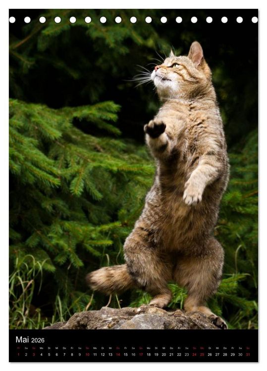 Produktbild: Wildkatzen - scheue J&auml;ger (Tischkalender 2026 DIN A5 hoch), CALVENDO Monatskalender