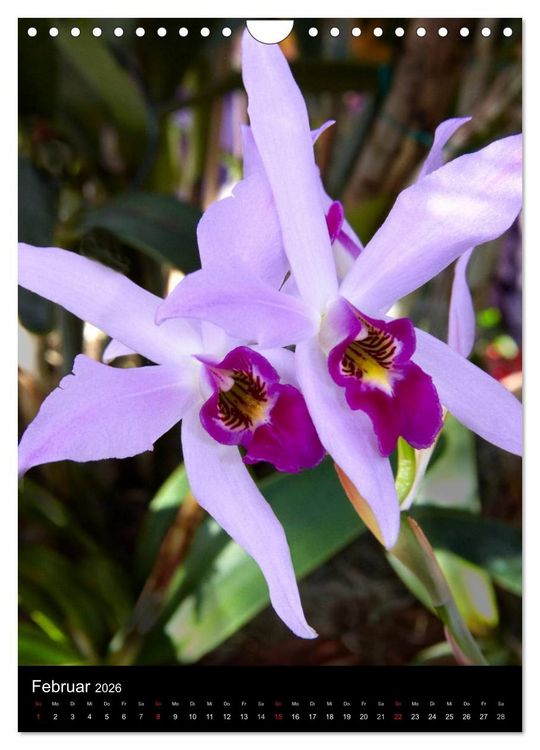 Produktbild: Faszination Orchideen (Wandkalender 2026 DIN A4 hoch), CALVENDO Monatskalender