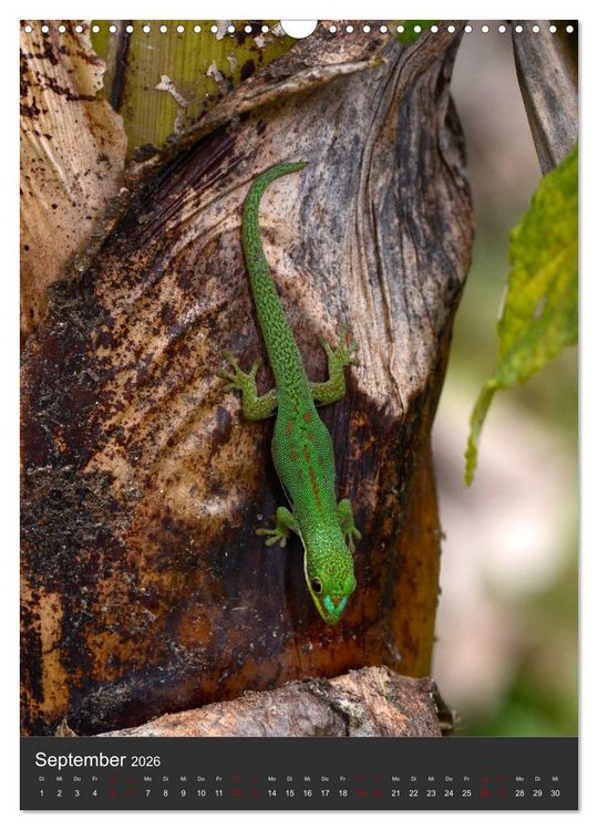 Produktbild: GECKOS (Wandkalender 2026 DIN A3 hoch), CALVENDO Monatskalender