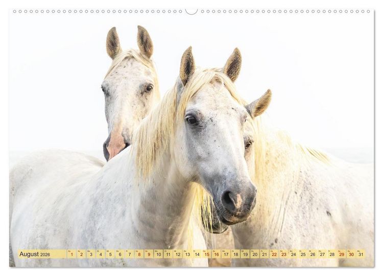 Produktbild: Die wilden Pferde der Camargue (hochwertiger Premium Wandkalender 2026 DIN A2 quer), Kunstdruck in Hochglanz