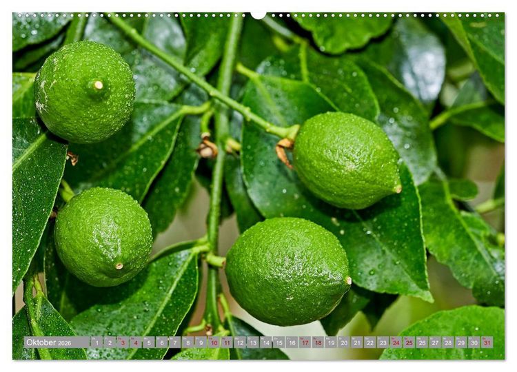 Produktbild: Bio Zitrus Garten (Wandkalender 2026 DIN A2 quer), CALVENDO Monatskalender