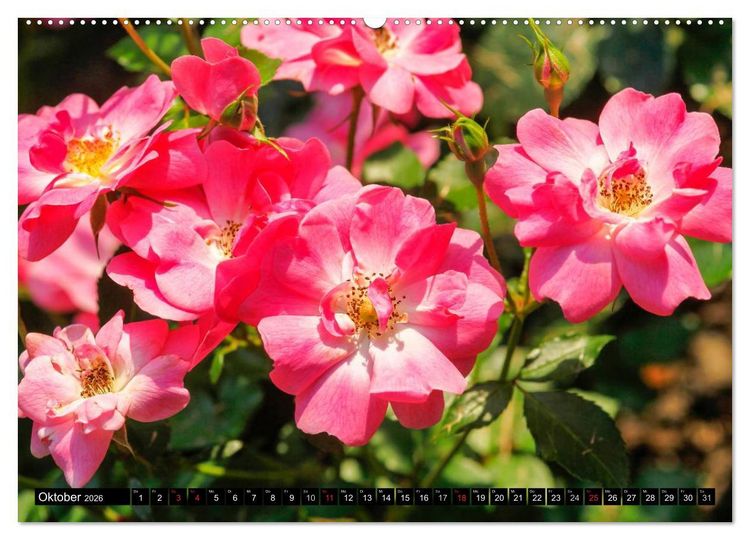 Produktbild: Rosen nat&uuml;rlich sch&ouml;n (hochwertiger Premium Wandkalender 2026 DIN A2 quer), Kunstdruck in Hochglanz