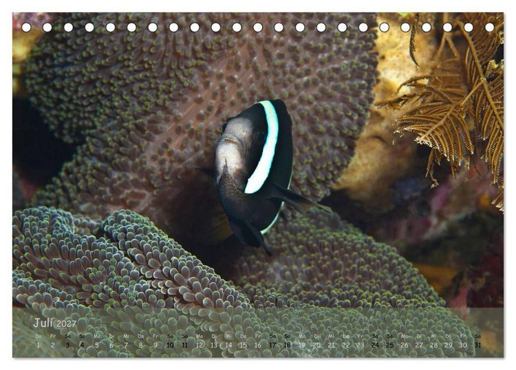 Produktbild: Anemonenfische - Streitbare Gesellen (Tischkalender 2027 DIN A5 quer), CALVENDO Monatskalender