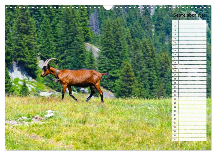 Produktbild: Ziegenfreude (Wandkalender 2026 DIN A3 quer), CALVENDO Monatskalender