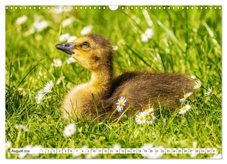 Produktbild: Flauschige Momente! Enten- und G&auml;nsek&uuml;ken im Jahreslauf (Wandkalender 2026 DIN A3 quer), CALVENDO Monatskalender