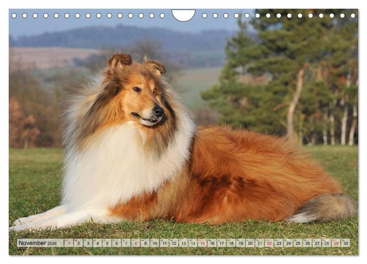 Produktbild: Collie - Das Gl&uuml;ck hat 4 Pfoten (Wandkalender 2026 DIN A4 quer), CALVENDO Monatskalender