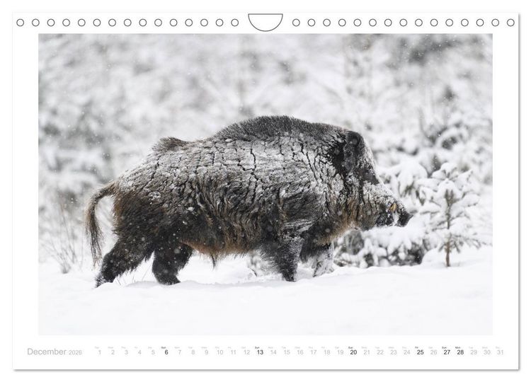 Produktbild: Wild Boars (Wall Calendar 2026 DIN A4 landscape), CALVENDO 12 Month Wall Calendar
