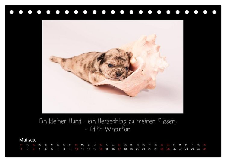 Produktbild: M&ouml;pse 2026 (Tischkalender 2026 DIN A5 quer), CALVENDO Monatskalender