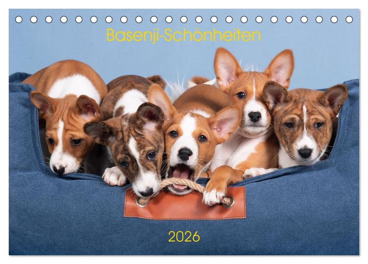 Produktbild: Basenji-Sch&ouml;nheiten (Tischkalender 2026 DIN A5 quer), CALVENDO Monatskalender