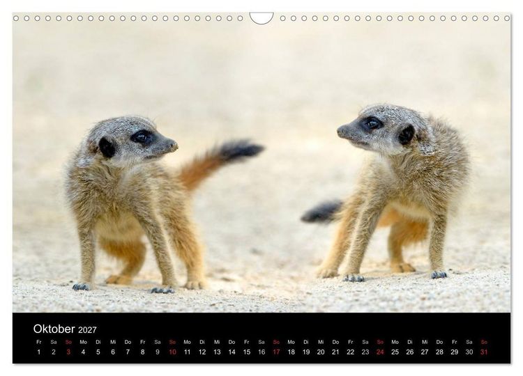 Produktbild: Lustige Erdm&auml;nnchen (Wandkalender 2027 DIN A3 quer), CALVENDO Monatskalender