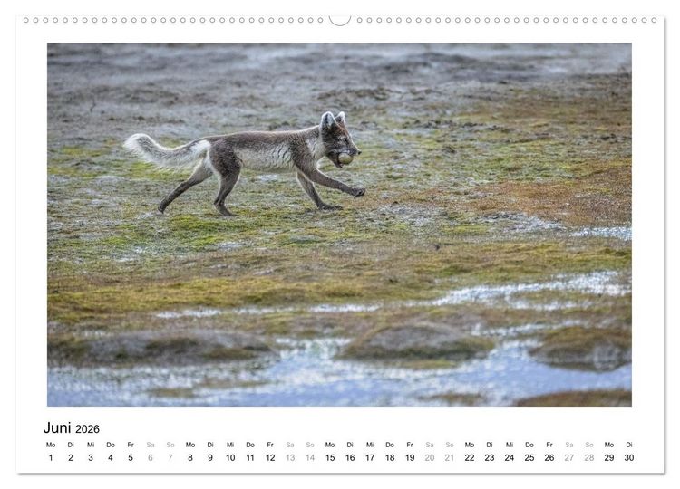 Produktbild: Fauna arctica (Wandkalender 2026 DIN A2 quer), CALVENDO Monatskalender