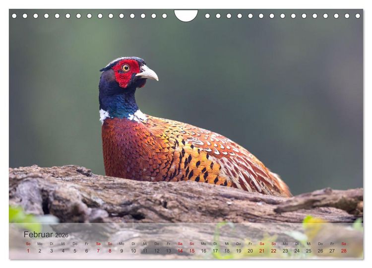 Produktbild: Fantastische Vogelwelt Slowenien (Wandkalender 2026 DIN A4 quer), CALVENDO Monatskalender