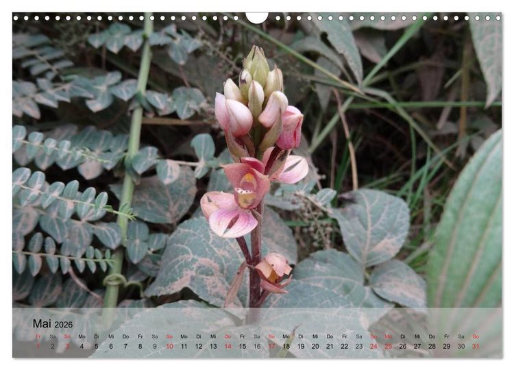Produktbild: Orchideenland Ecuador (Wandkalender 2026 DIN A3 quer), CALVENDO Monatskalender