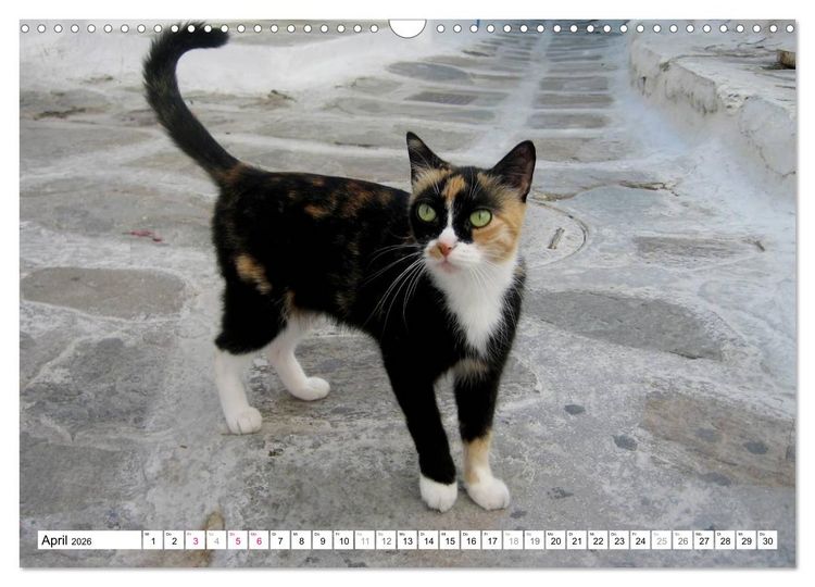 Produktbild: Katzen der Kykladen (Wandkalender 2026 DIN A3 quer), CALVENDO Monatskalender