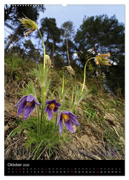 Produktbild: WILDBLUMEN (hochwertiger Premium Wandkalender 2026 DIN A2 hoch), Kunstdruck in Hochglanz