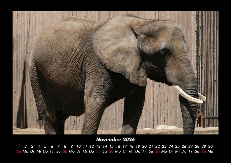 Produktbild: Elefanten - Die sanften Riesen Afrikas 2026 Fotokalender DIN A3