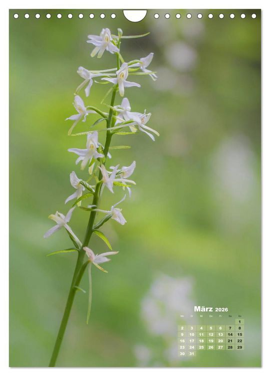 Produktbild: Orchideen in freier Wildbahn (Wandkalender 2026 DIN A4 hoch), CALVENDO Monatskalender