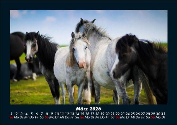 Produktbild: Die Welt der Pferde 2026 Fotokalender DIN A5