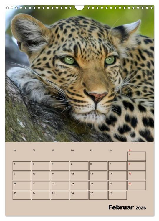 Produktbild: Gro&szlig;katzen. Raubkatzengesichter (Wandkalender 2026 DIN A3 hoch), CALVENDO Monatskalender