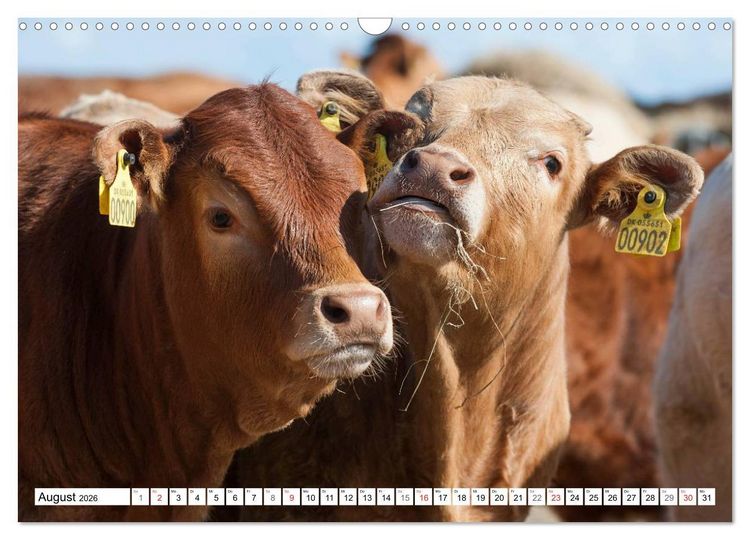 Produktbild: Ein Herz f&uuml;r Rinder (Wandkalender 2026 DIN A3 quer), CALVENDO Monatskalender