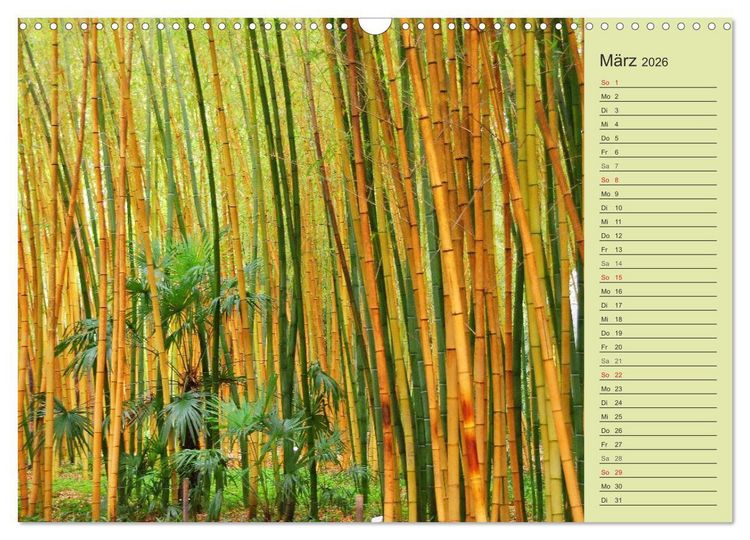 Produktbild: BAMBUS (Wandkalender 2026 DIN A3 quer), CALVENDO Monatskalender