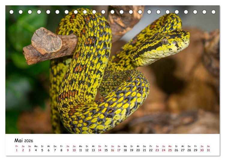 Produktbild: Mythos Schlangen (Tischkalender 2026 DIN A5 quer), CALVENDO Monatskalender
