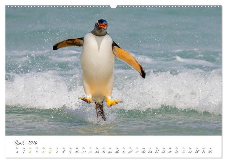Produktbild: Tierisches von den Falklandinseln (hochwertiger Premium Wandkalender 2026 DIN A2 quer), Kunstdruck in Hochglanz