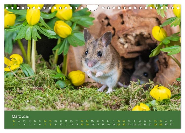 Produktbild: Eulen und M&auml;use (Wandkalender 2026 DIN A4 quer), CALVENDO Monatskalender
