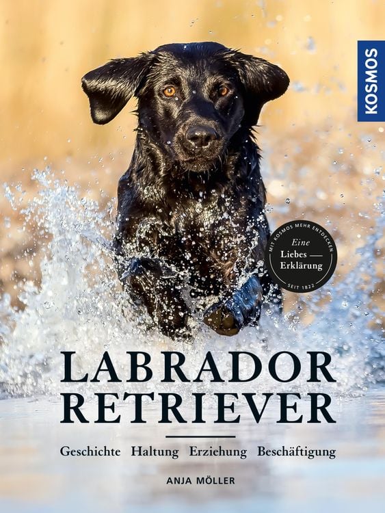 Produktbild: Labrador Retriever