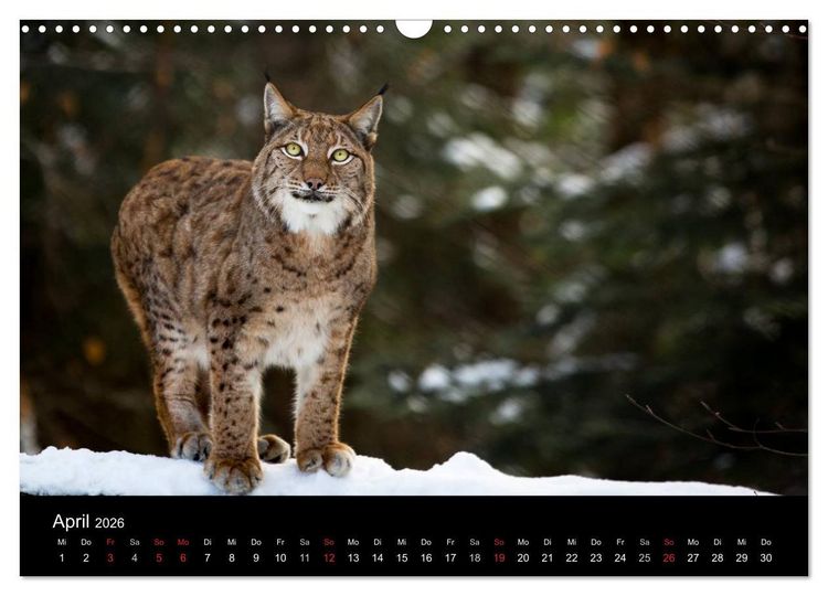 Produktbild: Luchse - Europas gr&ouml;&szlig;te Katzen (Wandkalender 2026 DIN A3 quer), CALVENDO Monatskalender