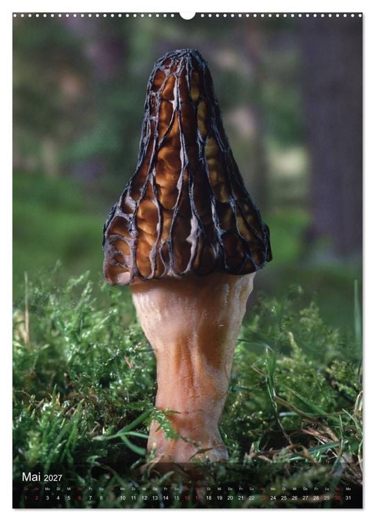 Produktbild: Kuriosit&auml;ten aus der Welt der Pilze (hochwertiger Premium Wandkalender 2027 DIN A2 hoch), Kunstdruck in Hochglanz