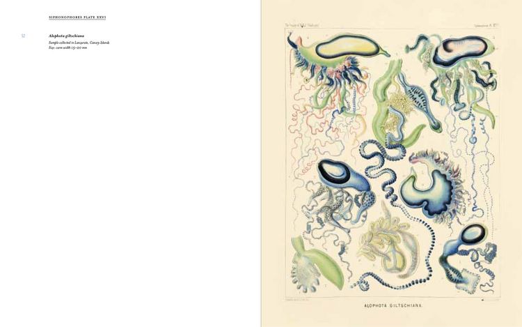 Produktbild: Art Forms from the Abyss