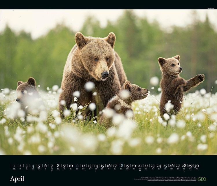 Produktbild: GEO Edition: Tierwelten 2027