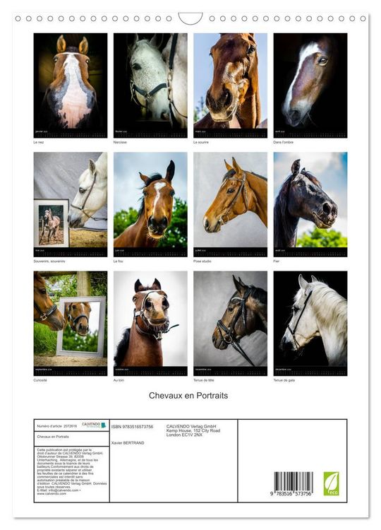 Produktbild: Chevaux en Portraits (Calendrier mural 2026 DIN A3 horizontal), CALVENDO calendrier mensuel
